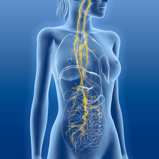 Le nerf vague : ce lien invisible entre nos émotions et notre équilibre intérieur